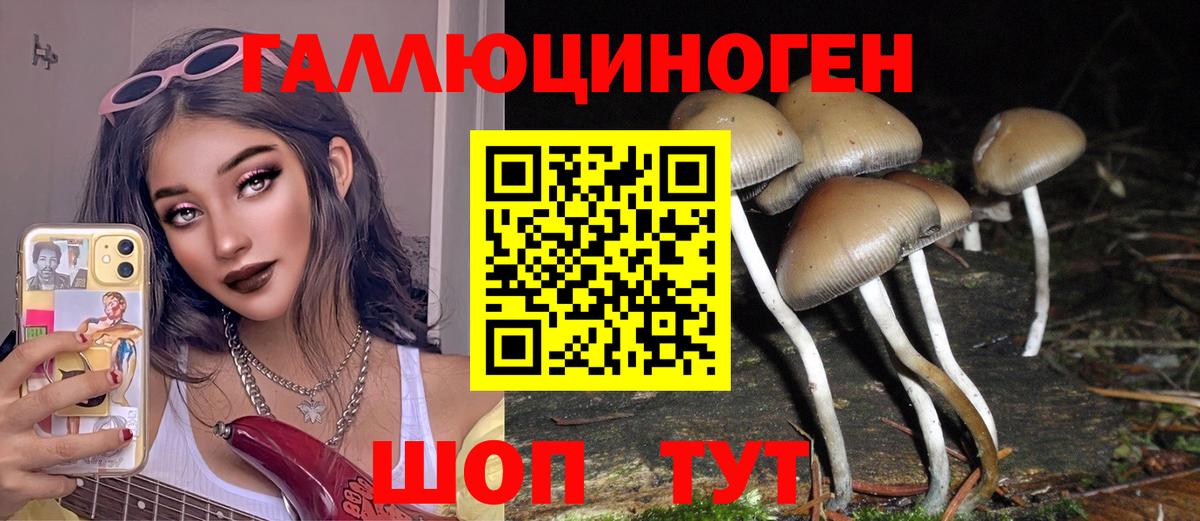 Галлюциногенные грибы Psilocybe Глазов